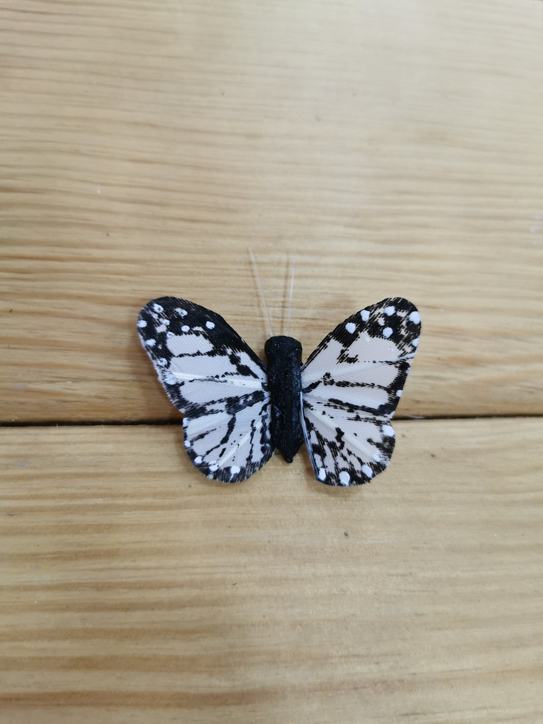 mariposa mediana blanca